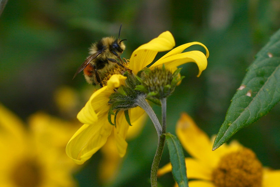 Bombus_bifarius_male.jpg