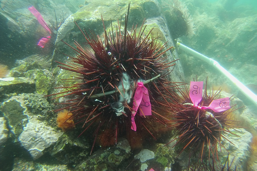 Levitan-sea-urchins-spawning-in-quadrat-Kevin-Olsen.jpg