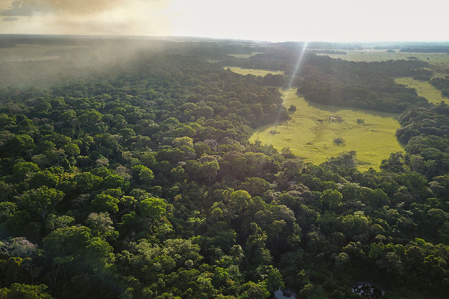 Congo-forests.jpg